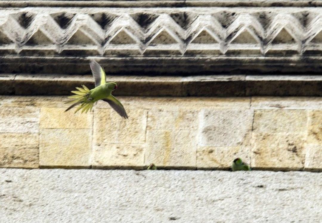(&ouml;zel Haber) Anıtkabir&rsquo;in Renkli Misafirlerinin Sayısı G&uuml;n Ge&ccedil;tik&ccedil;e Artıyor