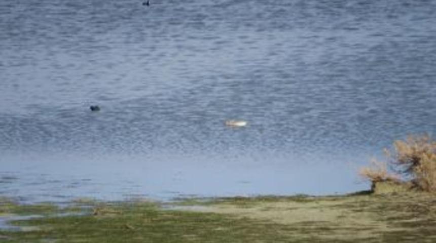 Akyatan Gölü’nde İlk Kez Albino Sakarmeke Kameralara Takıldı