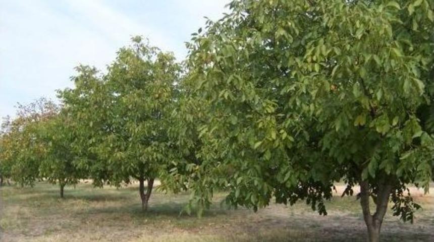 Orman Mühendisi Atilla Yılmazer;