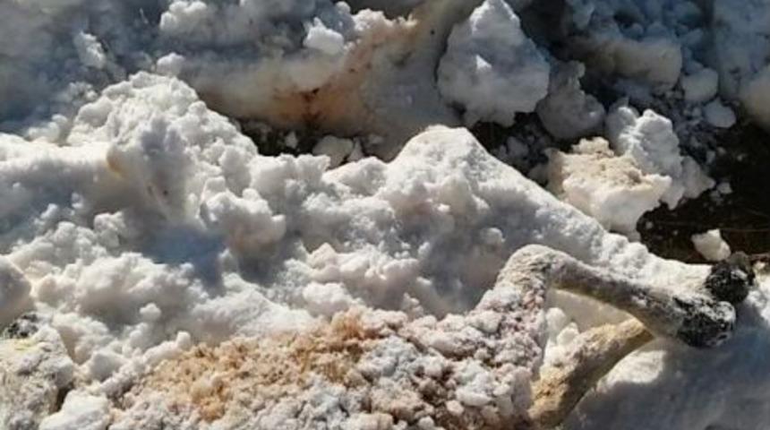 A&ccedil; Kurtlar 35 Koyunu Telef Etti