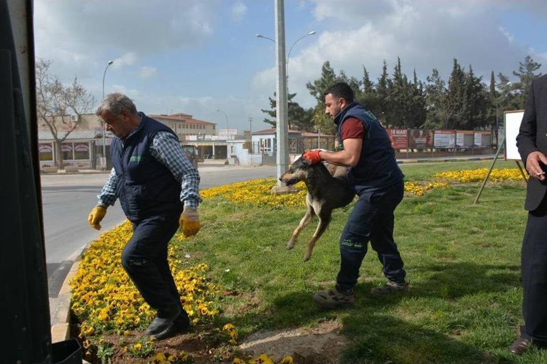 Nurdağı&rsquo;nda Başı Boş K&ouml;pekler Toplandı.