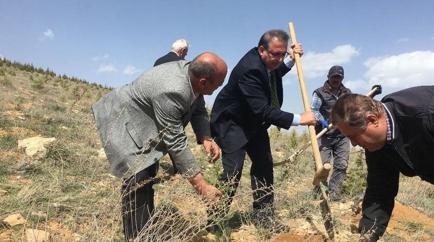 Ak&ccedil;adağ&rsquo;da Ağa&ccedil; Dikme Şenliği