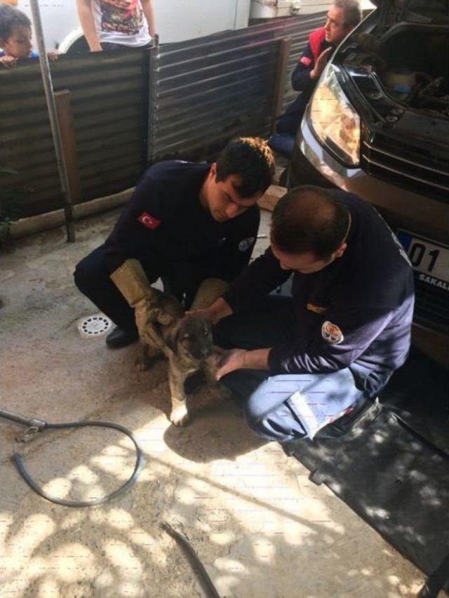 Otomobilin Motor Kısmında Sıkışan Köpeği İtfaiye Kurtardı