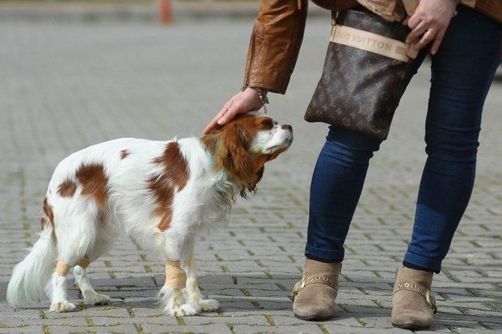 Bursa’da Pitbull Dehşeti Kameraya Böyle Yansıdı G5
