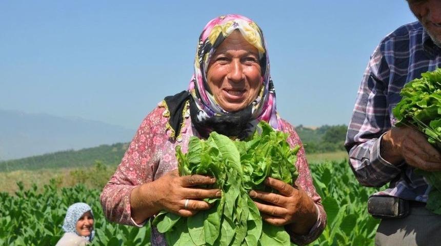 T&uuml;t&uuml;nden 1.2 Milyon Kazandılar