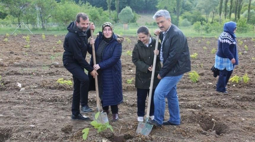 G&uuml;rsu&rsquo;da İpek B&ouml;ceği Yetiştirilecek
