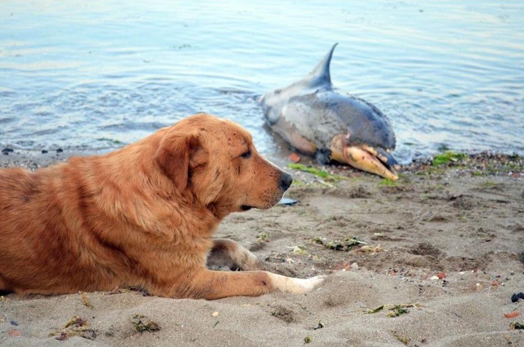 &Ouml;l&uuml; Yunus Sahile Vurdu