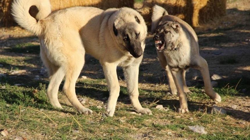 Kangalları Artık D&uuml;nya Tanıyacak