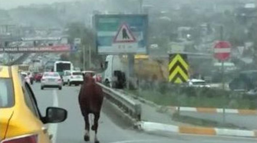 E-5&rsquo;te D&ouml;rt Nala Koşan At