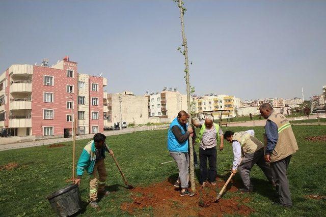 Haliliye’de Parklardaki Çalışmalar Sürüyor