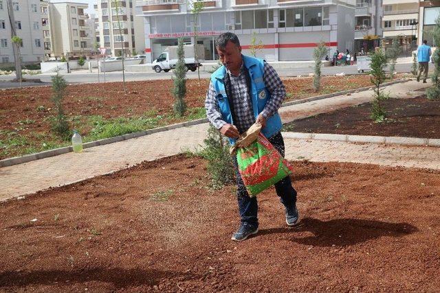 Haliliye’de Parklardaki Çalışmalar Sürüyor