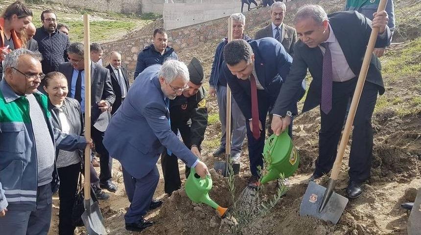 Afrin Şehitleri Anısına Zeytin Fidanı Diktiler