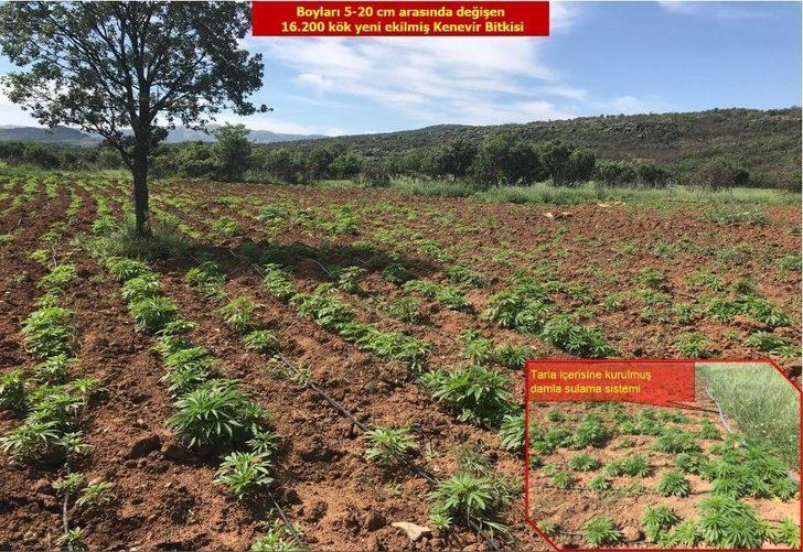 Diyarbakır Kırsalında Düzenlenen Operasyonda 1 Ton Esrar Ele Geçirildi G5