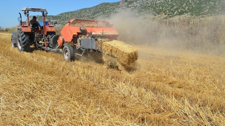 &Ccedil;ukurova&rsquo;da Saman Balyalama Mesaisi Başladı