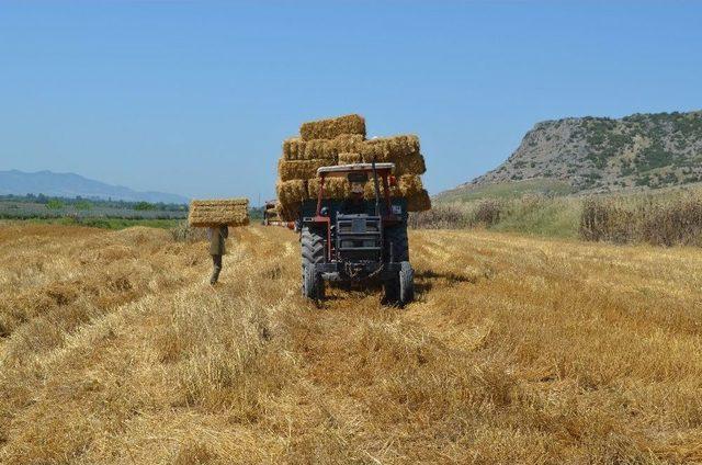 Çukurova’da Saman Balyalama Mesaisi Başladı