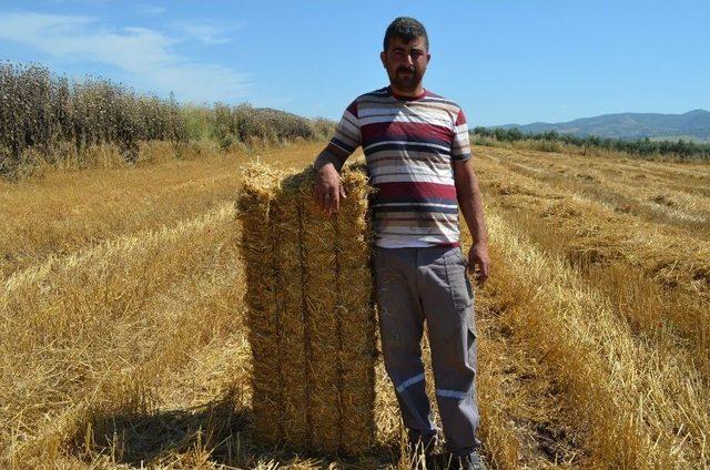 Çukurova’da Saman Balyalama Mesaisi Başladı