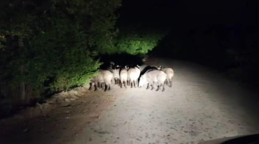 Aracıyla İlerlerken Biranda Onlarca Domuz Karşısına &Ccedil;ıktı