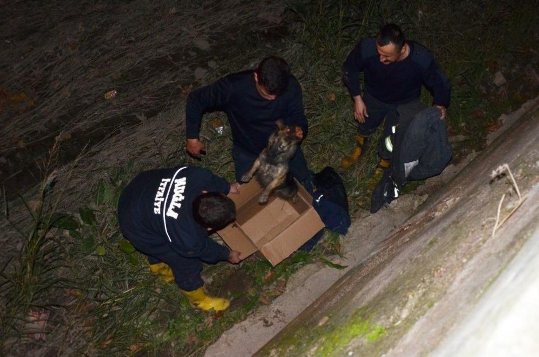 &lsquo;fifi&rsquo; İ&ccedil;in Seferberlik İlan Edildi