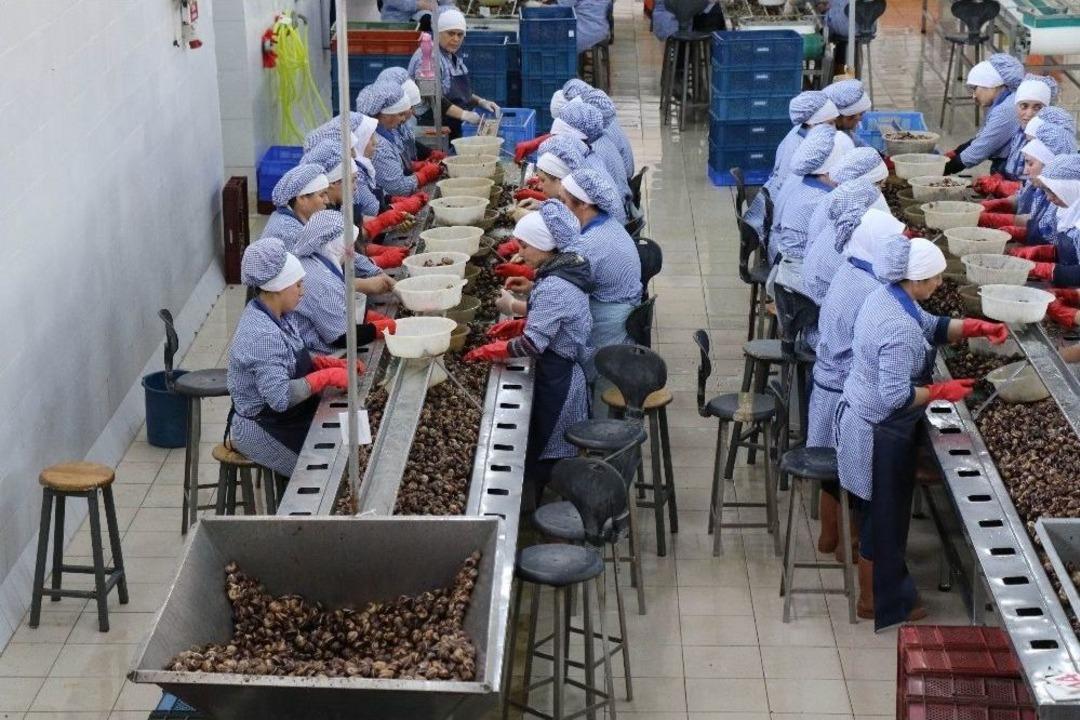 (&ouml;zel) Zonguldak&rsquo;tan Avrupa&rsquo;ya Yılda Bin 200 Ton Salyangoz İhra&ccedil; Ediyorlar