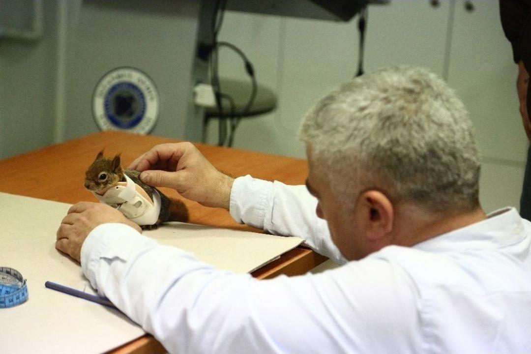 D&uuml;nyada İlk Kez Bir Sincaba Protez &ldquo;kol&rdquo; Takılacak