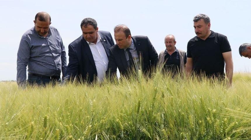 Ekili Arazilerde S&uuml;neyle M&uuml;cadele &Ccedil;alışmaları Başladı