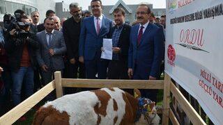 Ordu’da, ‘buzağı’ Ödüllü Bilgi Yarışması