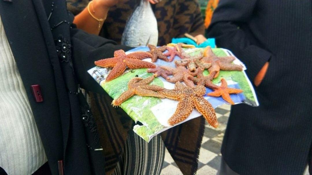 Denizyıldızları Sahile Vurdu