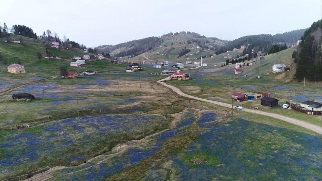 Kadıralak Yaylası Mor &Ouml;rt&uuml; İle Kaplandı