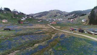 Kadıralak Yaylası Mor Örtü İle Kaplandı