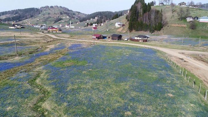 Kadıralak Yaylası Mor Örtü İle Kaplandı G1