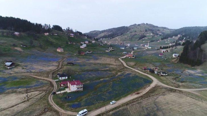 Kadıralak Yaylası Mor Örtü İle Kaplandı G2