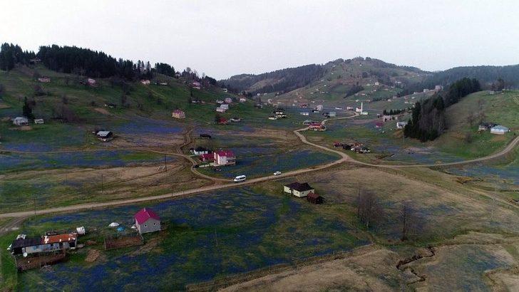 Kadıralak Yaylası Mor Örtü İle Kaplandı G5