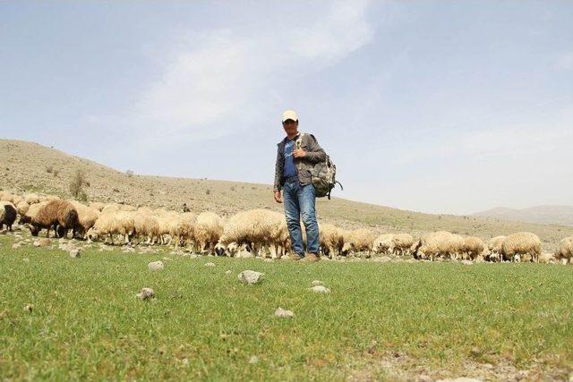 Sosyal Medyada Dikkat Çeken Çoban, İha’ya Konuştu