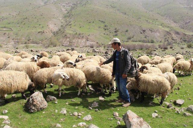 Sosyal Medyada Dikkat Çeken Çoban, İha’ya Konuştu