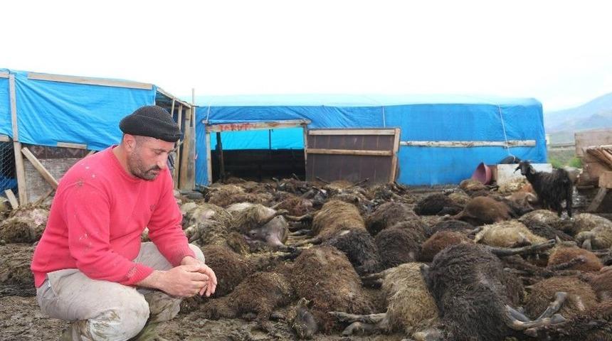 &Ccedil;adırda Havasız Kalan 100 Koyun Telef Oldu