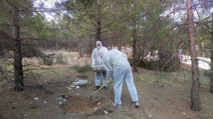 Ormanları Terminat&ouml;r B&ouml;cekler Koruyacak