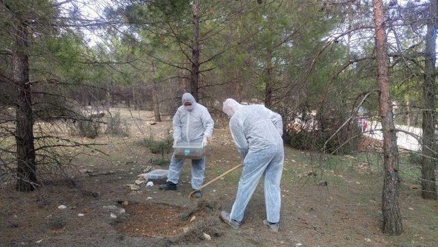 Ormanları Terminatör Böcekler Koruyacak