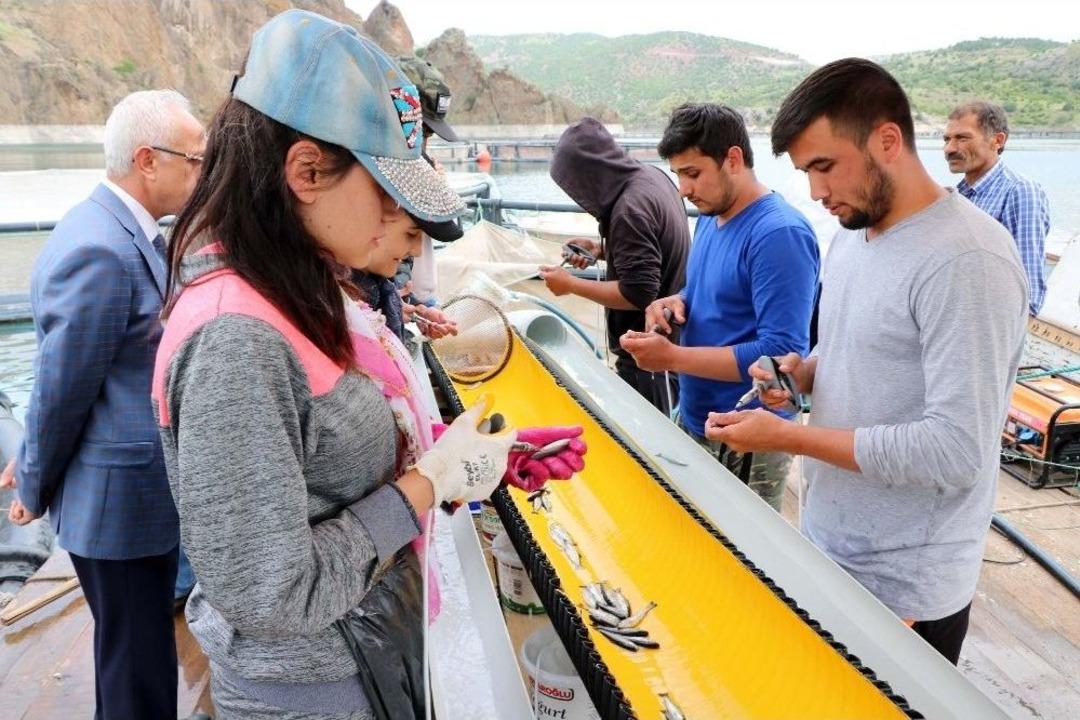 Okul Har&ccedil;lıkları İ&ccedil;in G&uuml;nde 50 Bin Alabalığı Aşılıyorlar