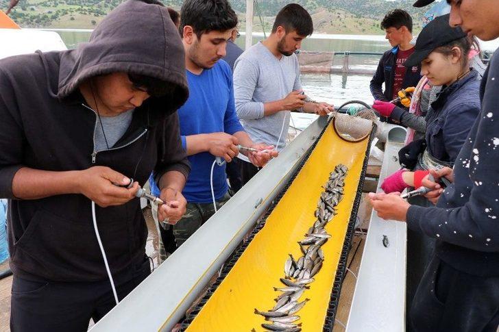 Okul Harçlıkları İçin Günde 50 Bin Alabalığı Aşılıyorlar G2