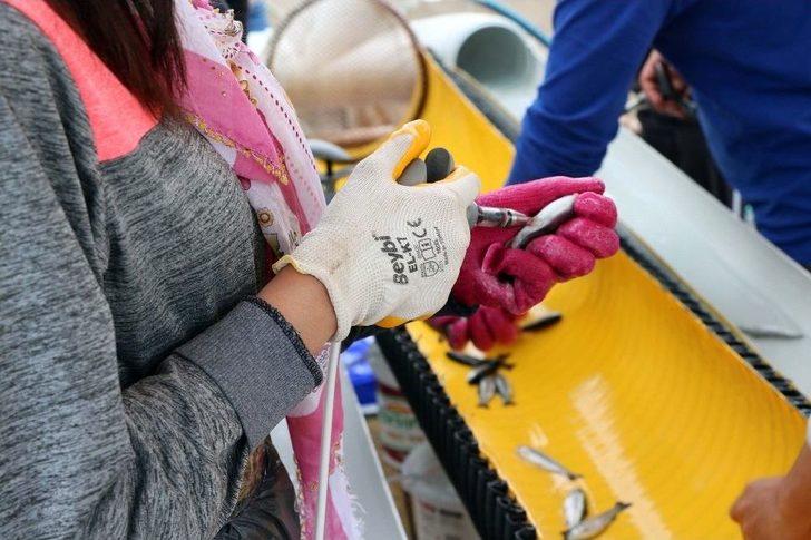 Okul Harçlıkları İçin Günde 50 Bin Alabalığı Aşılıyorlar G3