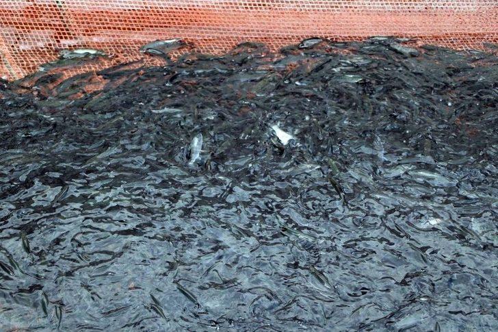 Okul Harçlıkları İçin Günde 50 Bin Alabalığı Aşılıyorlar G4