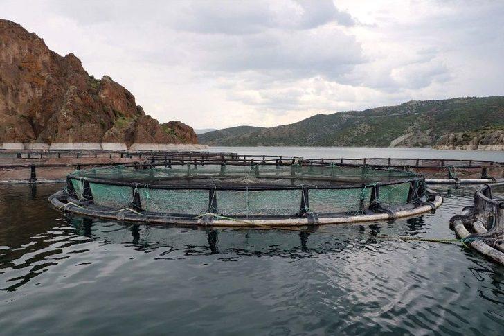 Okul Harçlıkları İçin Günde 50 Bin Alabalığı Aşılıyorlar G5