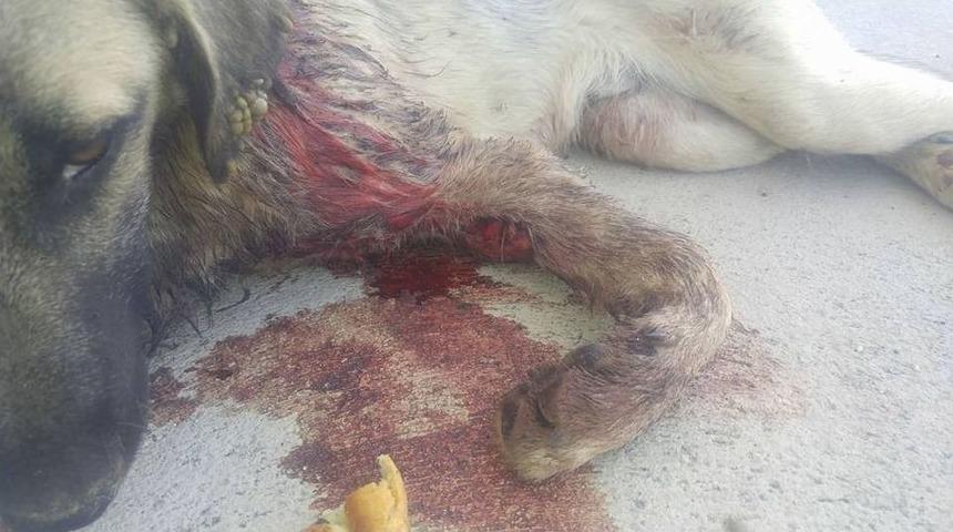 K&ouml;peğin R&ouml;ntgenini G&ouml;ren Şok Oldu