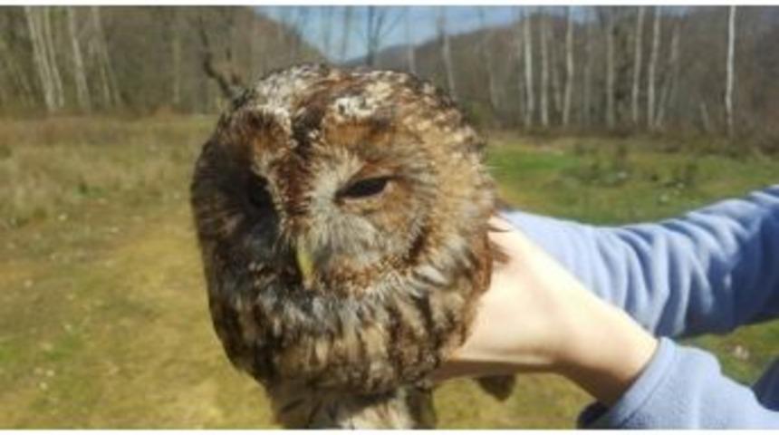 Tedavisi Tamamlanan Alaca Baykuş Tabiata Salındı