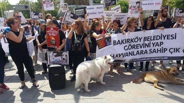 Hayvan Hakları Savunucularından Bakırköy Belediyesi’ne Tepki