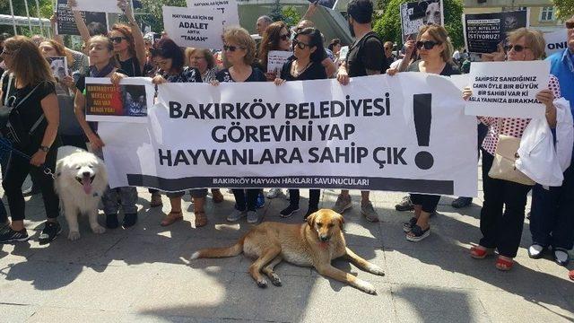 Hayvan Hakları Savunucularından Bakırköy Belediyesi’ne Tepki