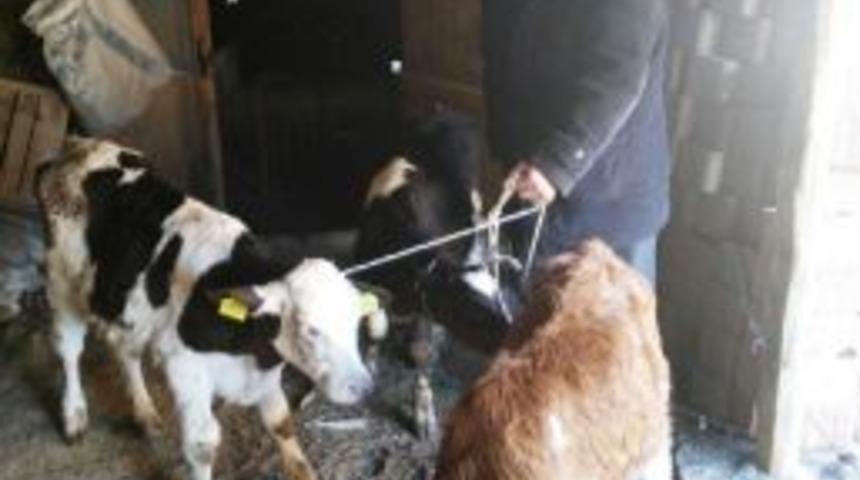 Hayvanlar Sahibine, Hırsız Da Cezaevine Teslim Edildi