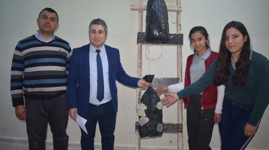 Okulun Bodrum Katında Mantar Yetiştirdiler