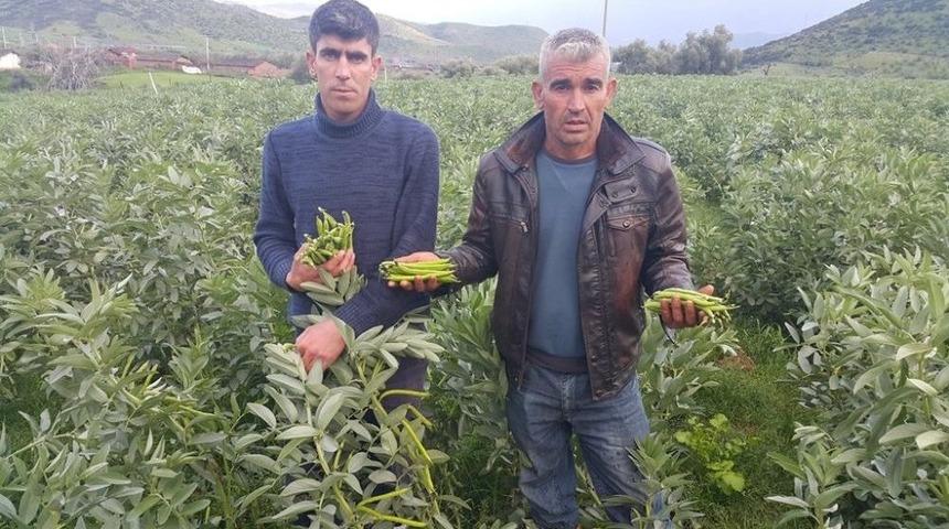 Bakla Tarlada 1, Pazarda 3 Lira