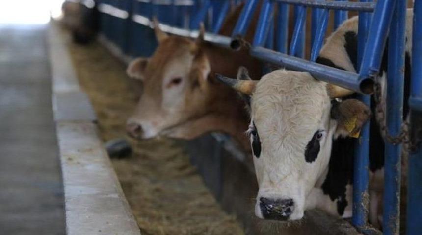İstanbul'da kestiği kurbanın kemiği eline batan şahıs Zonguldak'ta şarbon şüphesiyle tedavi altına alındı!